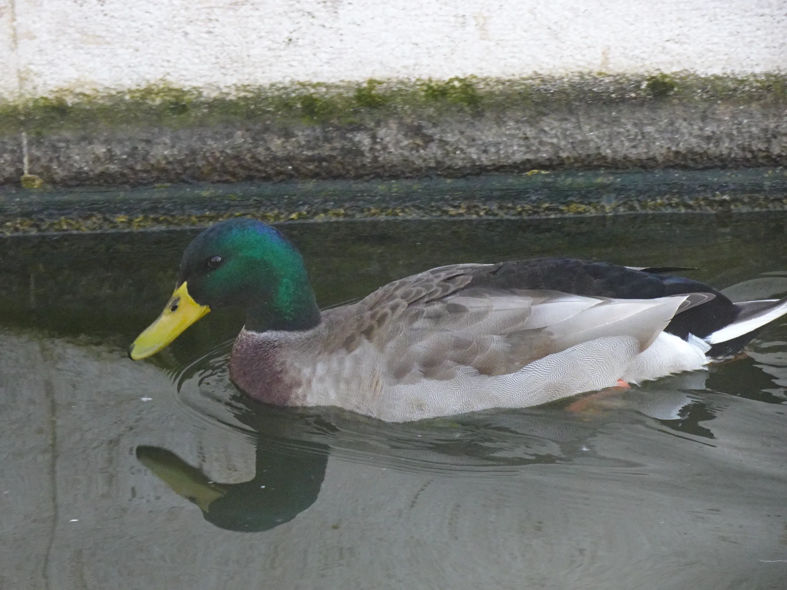 Jardim Botânico Tropical - A Fauna