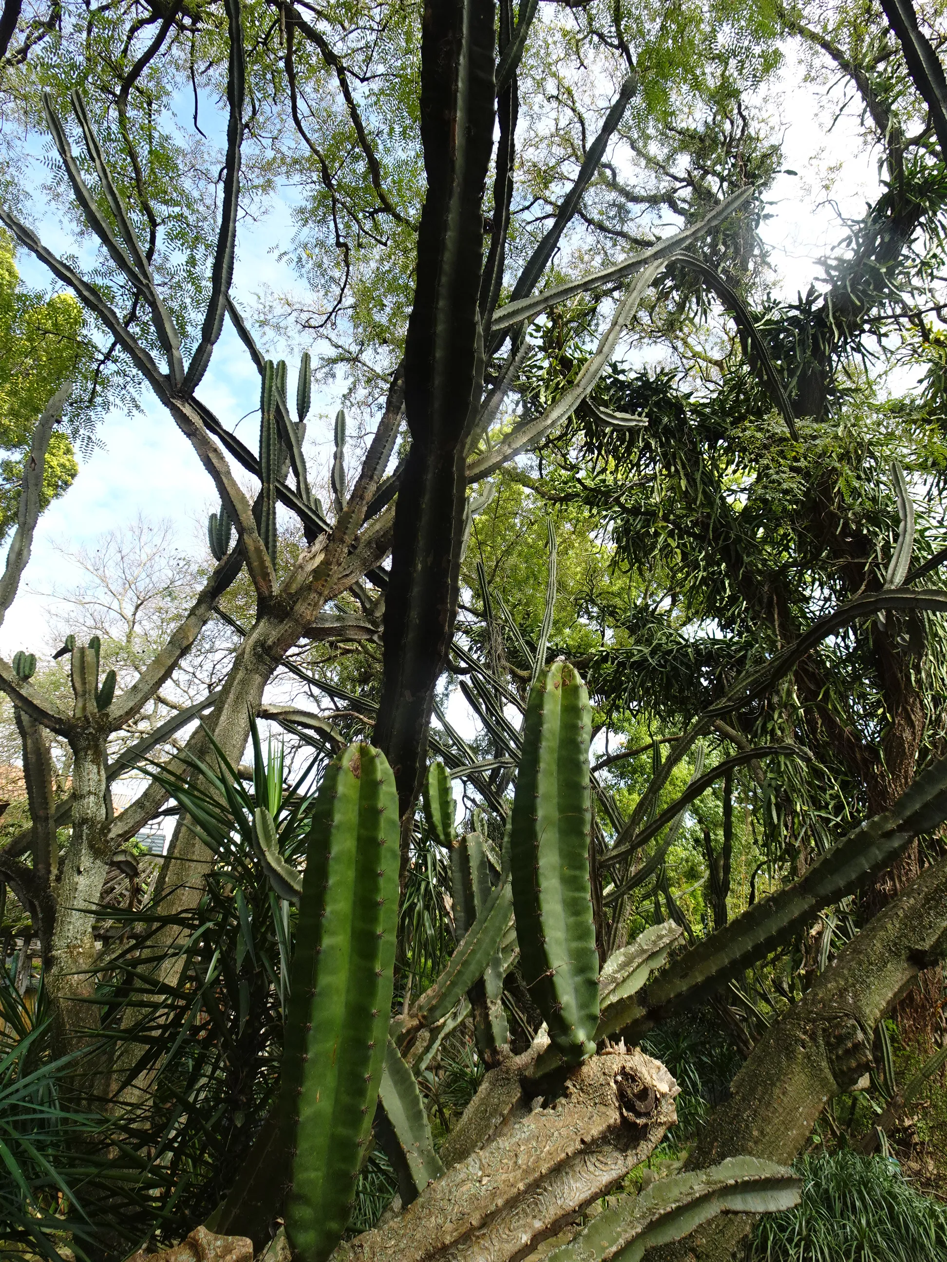 Jardim Botânico Tropical - A Visita