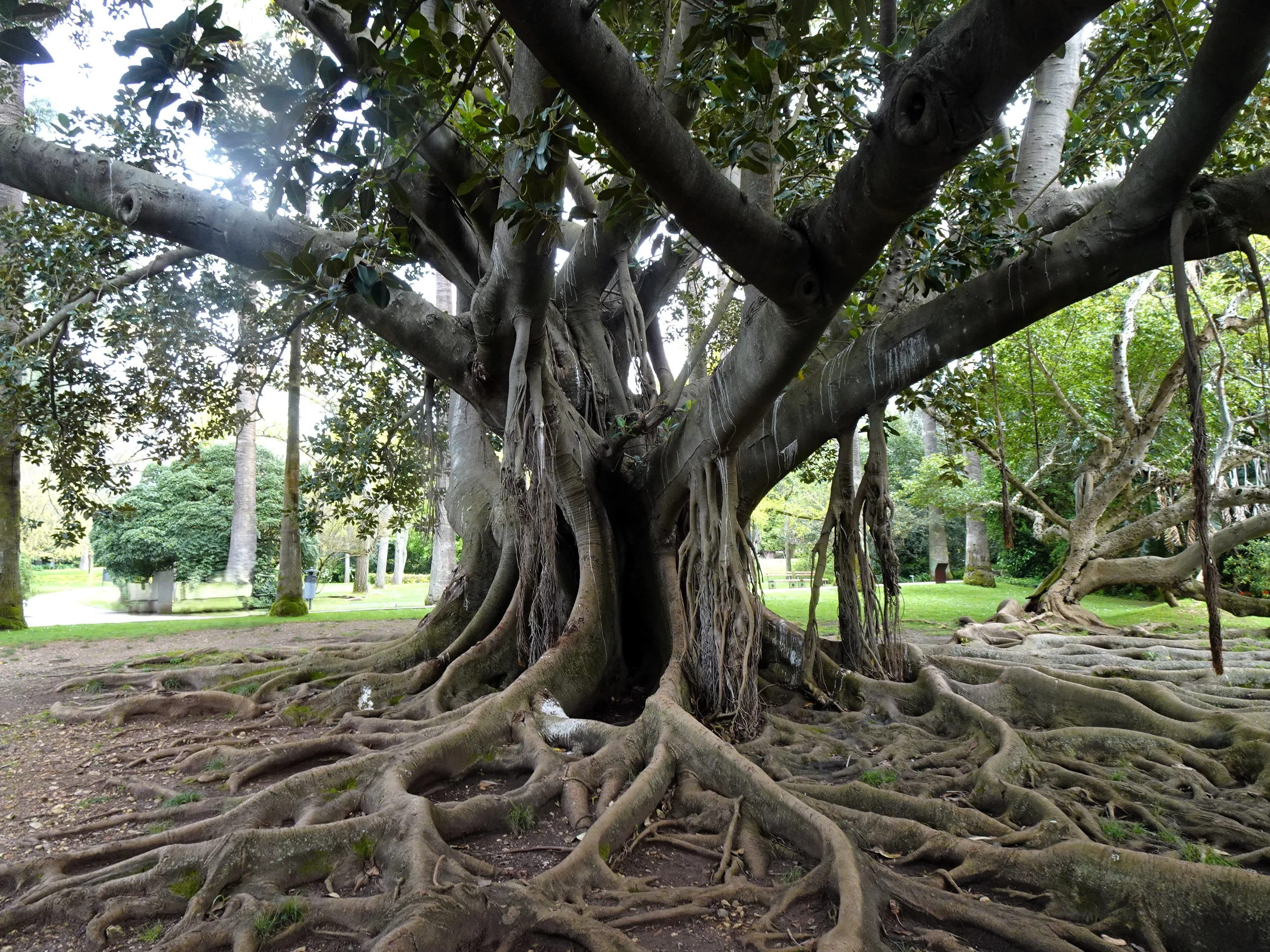 Jardim Botânico Tropical - A Visita
