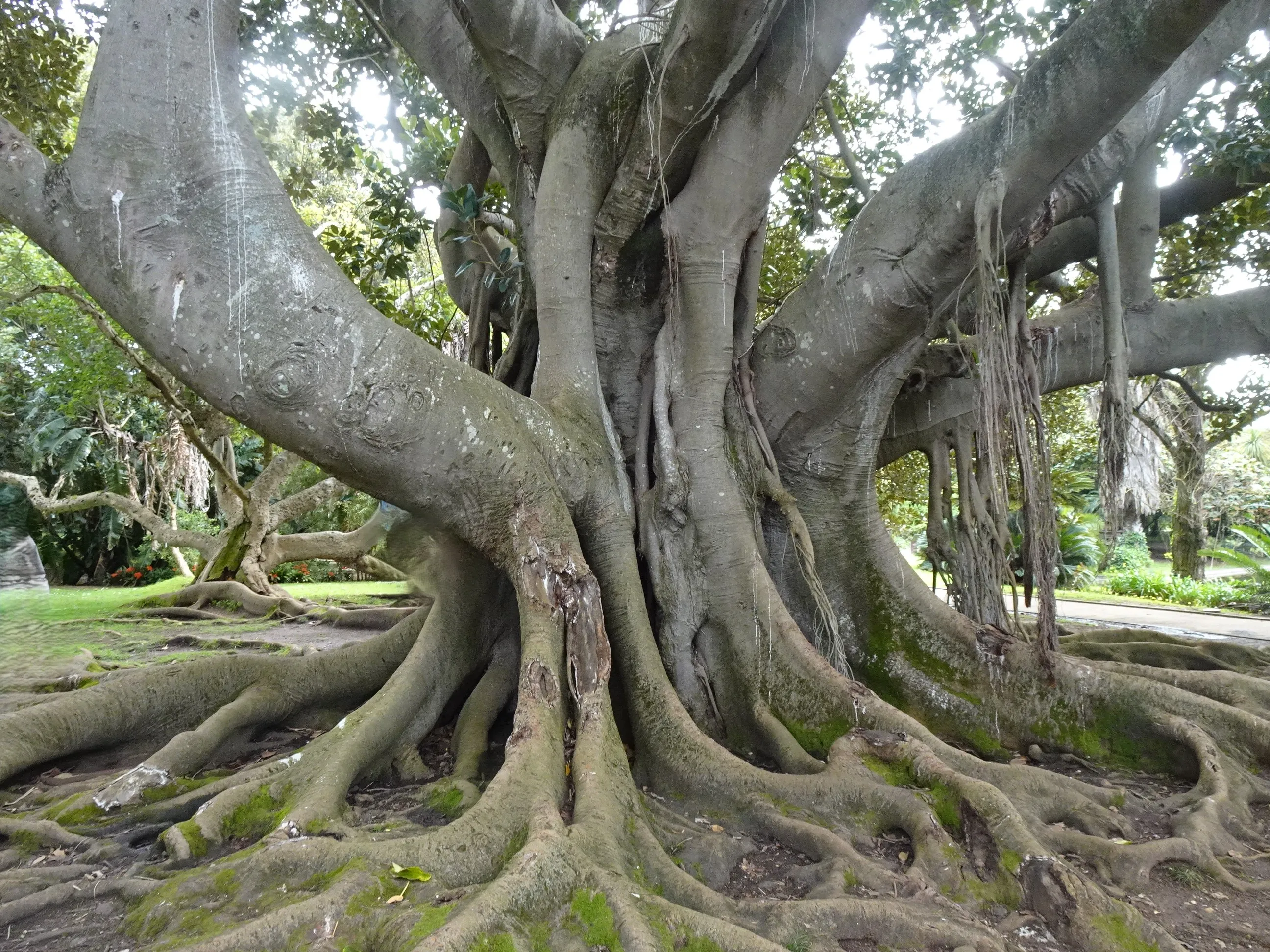 Jardim Botânico Tropical - A Visita