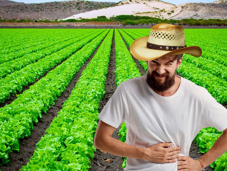 Embarrassed Lettuce Farmer Confesses to Shitting in Field