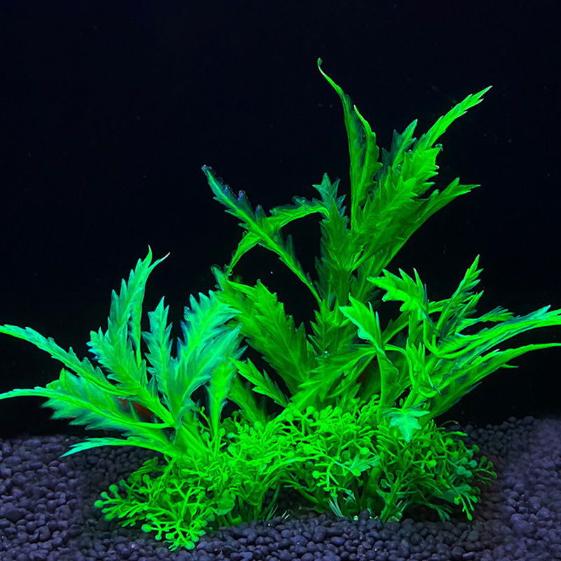 Thumbnail: Aquarium Plants