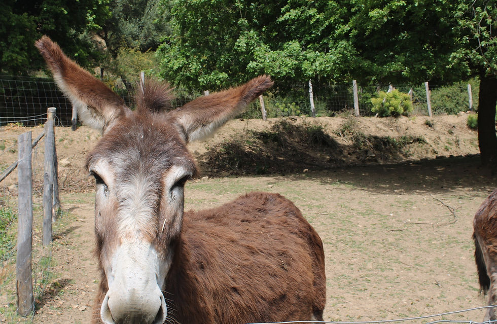 Миниатюра: Private Farm Visit and Lunch from Messina