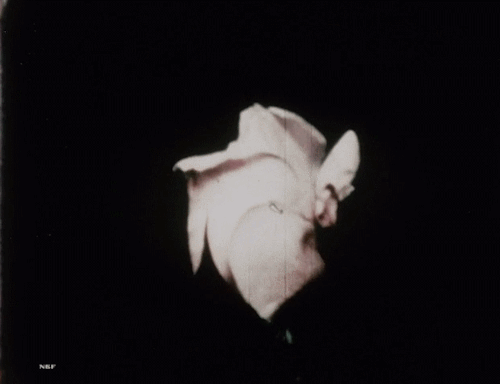 tumblr_p59a5yEOaI1qj7kyho1_500.gif