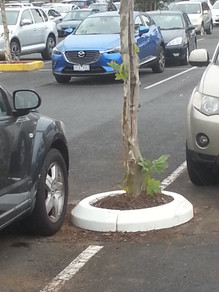tree surrender carpark rubber kerb.jpg