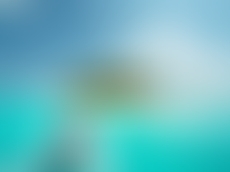 Explore the Wonders of Sun-N-Fun Charters: Dolphin Encounters and Beach Adventures