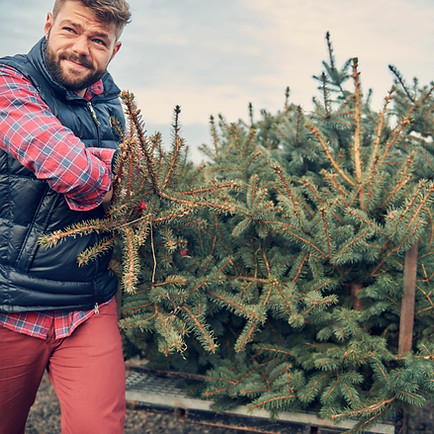Loading Christmas Trees