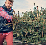 Chargement des arbres de Noël