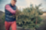 Man holding christmas tree