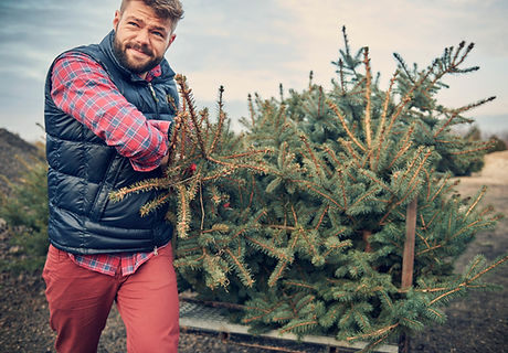 Loading Christmas Trees