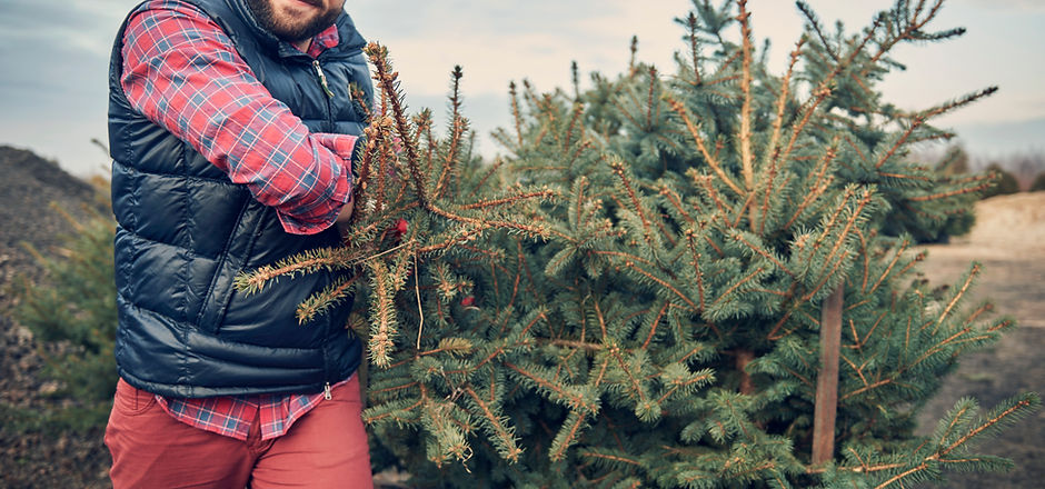 Loading Christmas Trees