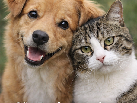 São Paulo reconhece pets como família e autoriza sepultamento em jazigos familiares