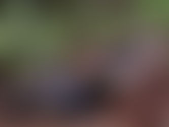 Veículo artesanal com 7 crianças e 2 adultos capota em Tenente Portela