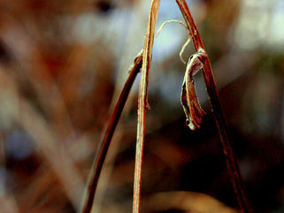 Reed Breaking & Wick Quenching