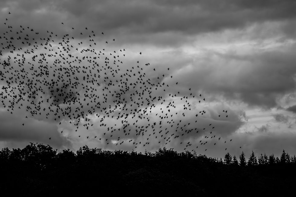 Gathering and swooping before their descent for the night.