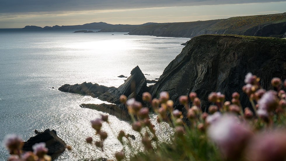 Sea view of cliffs from the coast path in Pembrokeshire with wild flowers