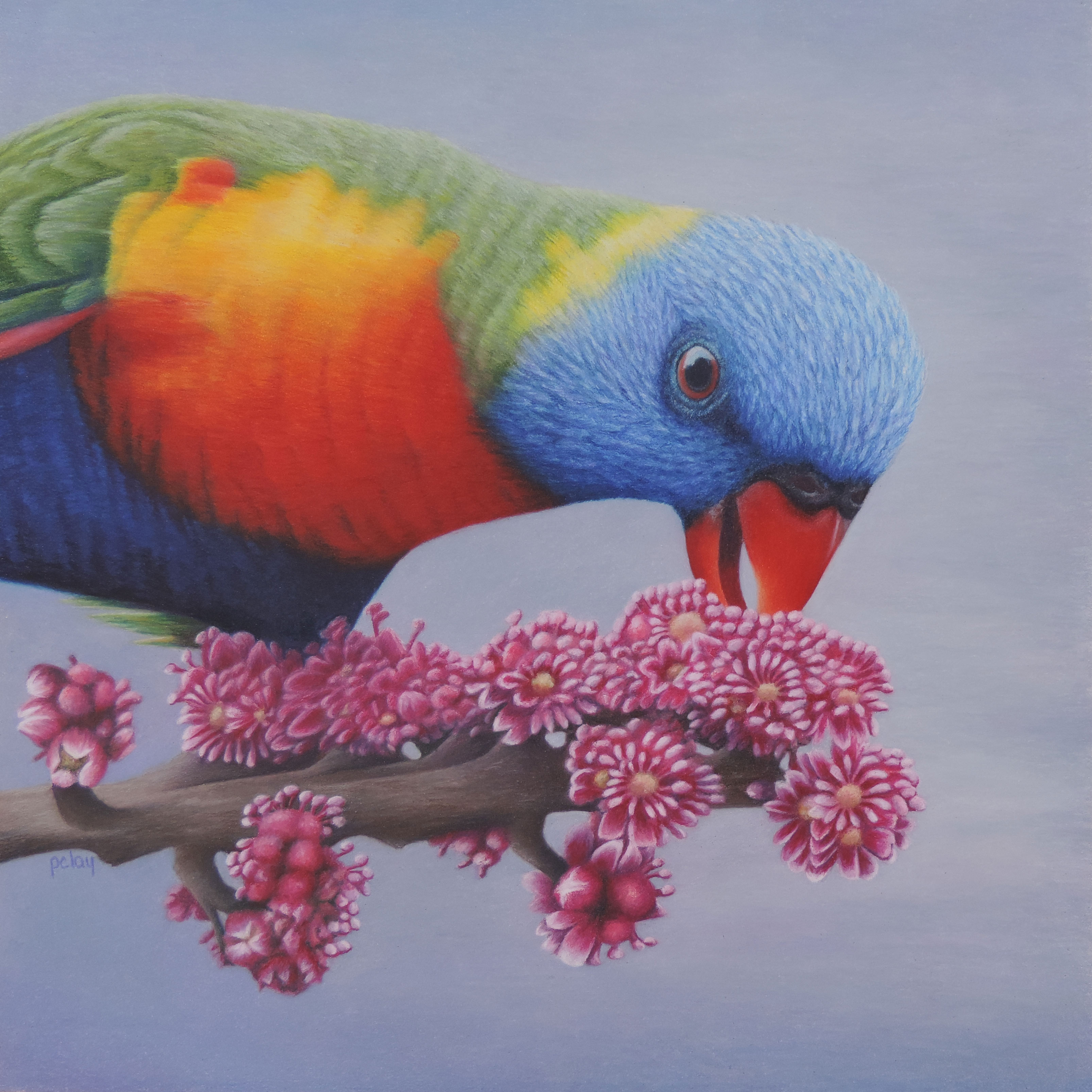 "Rainbow Lorikeete"