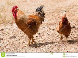 Thumbnail: KIENYEJI, KUROILER & BUROILER BIRDS
