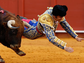 Eso debió doler: Torero Morante de la Puebla sufre cornada en el recto