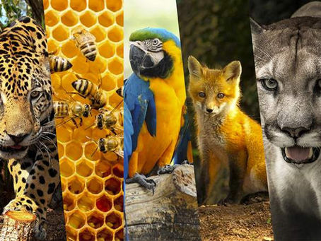 En 40 años la humanidad exterminó al 60% de los animales en la tierra