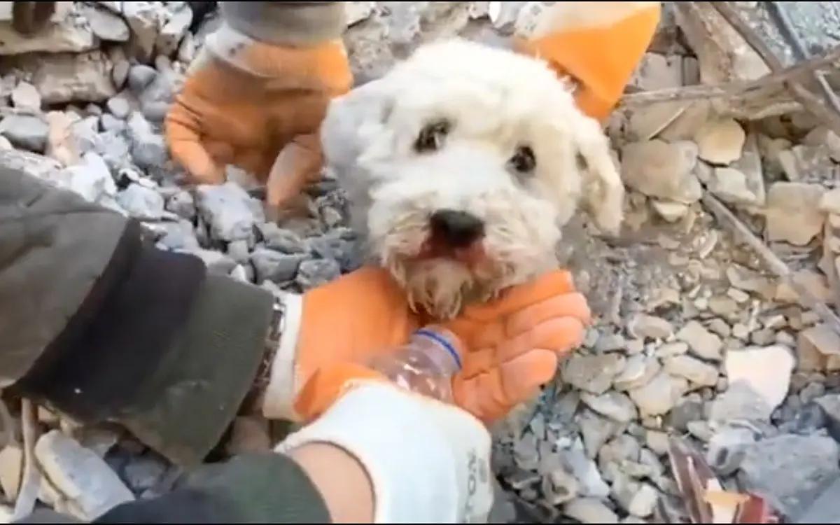 Así fue el emotivo rescate de un lomito de entre los escombros en Turquía (+Video)