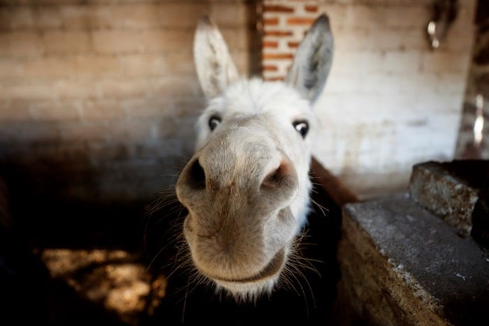 El burro mexicano, ¿Una especie en peligro de extinción?