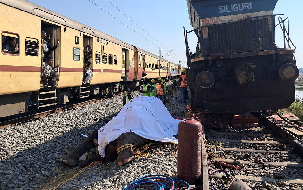 Tragedia en India: Tren de alta velocidad mata a 4 elefantes adultos y 3 crías