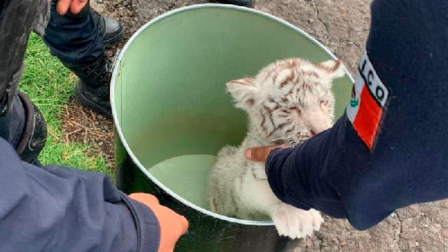 Michoacán Victoria para la naturaleza; rescatan hoy a cachorro de tigre blanco y venado cola blanca