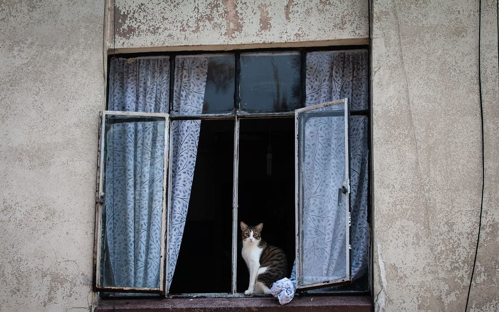 México: Confirman caso de rabia luego de que joven fuera mordida por un gato