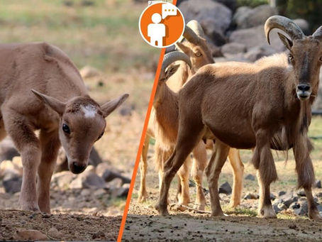 Invita ZooMorelia a conocer rebaño de borrego de berbería