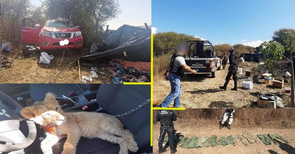 Michoacán: Desmantelan narco-campamento con un León, vehículos y ropa táctica (+Fotos)