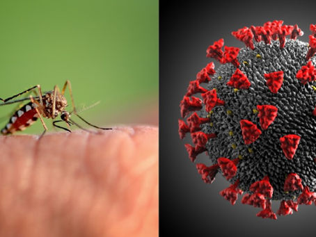 Ya hay un caso de "Covidengue" en Morelia; estas son las recomendaciones para la población