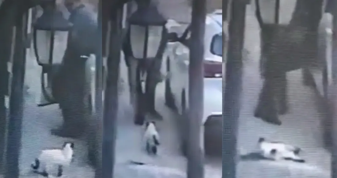 Un hombre es detenido por matar a un gato en Tlalnepantla; difunden VIDEO del ataque