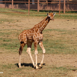 Zoológico de Morelia registró 160 nacimientos en 2022
