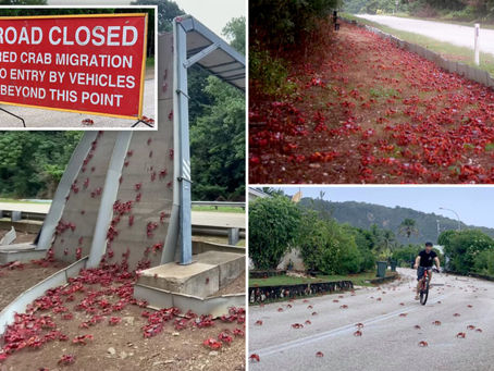 Primero plaga de escorpiones y ahora cangrejos: "Plaga bíblica" de 50 millones de cangrejos caníbale