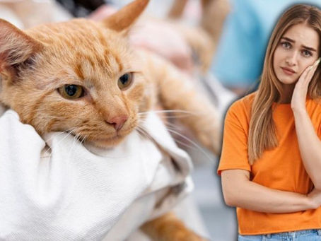 Alerta en el mundo por virus mortal que ataca a los gatos