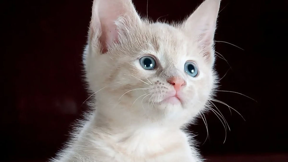 8 de agosto Día Internacional del Gato: conoce el origen de esta celebración