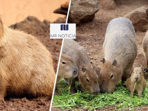 Michoacán: Conoce en el ZooMorelia a los capibaras, los preferidos de niñas y niños