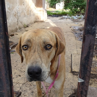 Tras reporte, instruye Alfonso Martínez rescate de canino abandonado en predio baldío