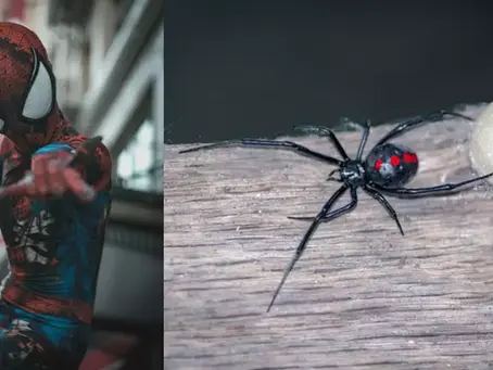 Niños se dejan morder por araña violinista para convertirse en Spiderman