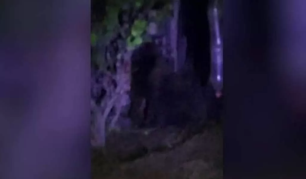 Reportan un gorila suelto en calles de Hidalgo