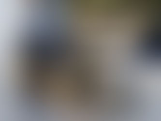 Zoológico de Morelia recibe a zorro gris rescatado por Profepa