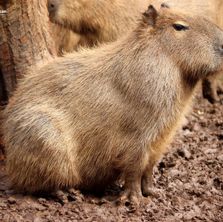 Michoacán: Conoce en el ZooMorelia a los capibaras, los preferidos de niñas y niños