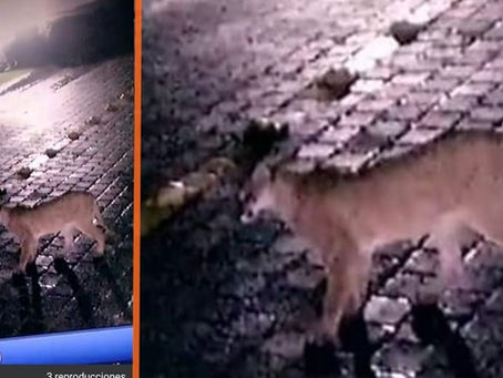 ¿Mascota de pudiente o la naturaleza reclamando lo que es suyo? En Morelia captan a Puma en video