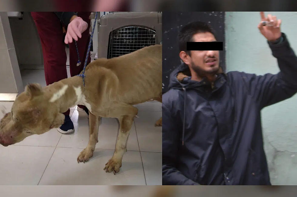 Maniático torturaba a perros y gatos en su casa, vecinos lo denuncian y es detenido (+Video)