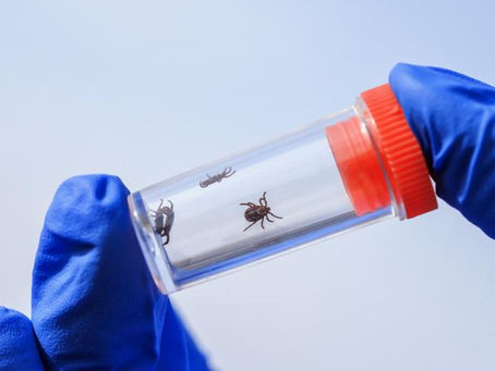 China alerta por un virus que se transmite por garrapatas; estos son los síntomas