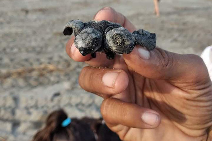 Nace en costas michoacanas tortuga de dos cabezas; ya tiene destino para su investigación