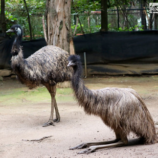 Zoológico de Morelia registró 160 nacimientos en 2022