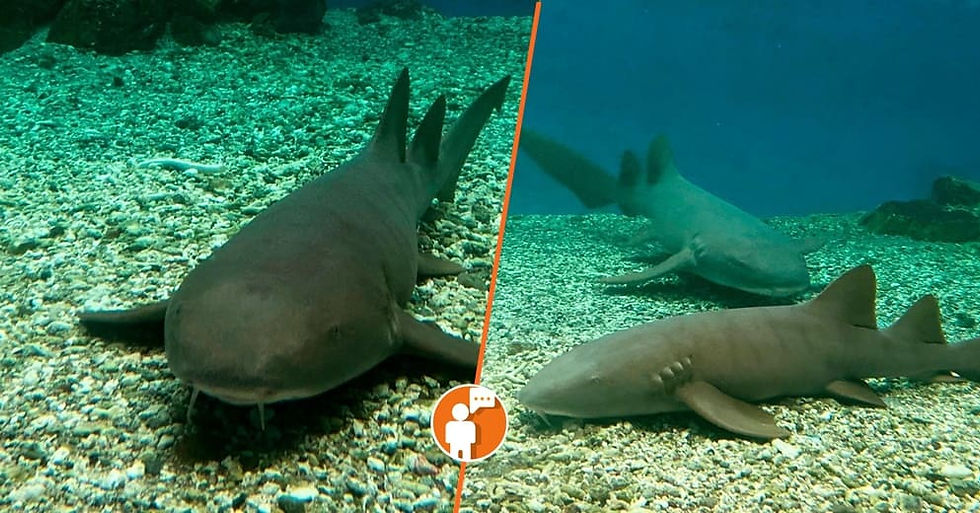 Arriban tiburones gata al ZooMorelia