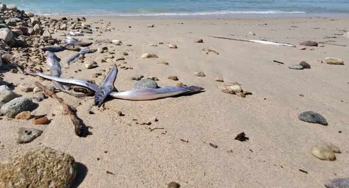 Encuentran 200 ejemplares de peces sable en Puerto Vallarta, México